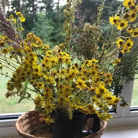 Ostello Torgu Royal Iide