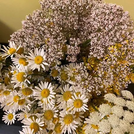 Ostello Torgu Royal *