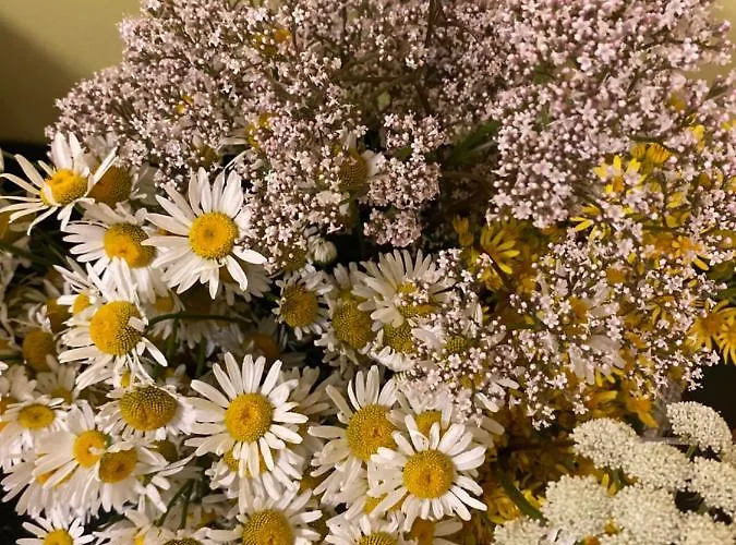 Hostel Torgu Royal *